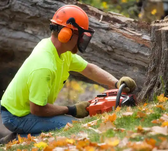 tree services Bardstown